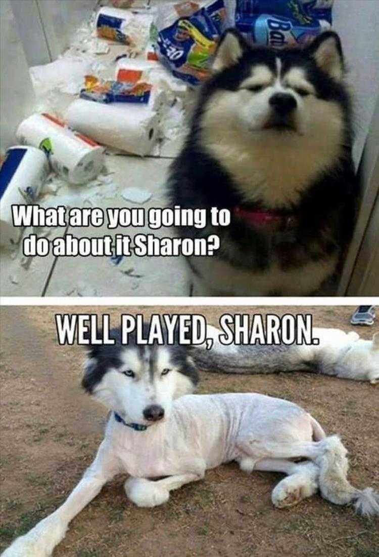 Humourous Animal Pics   Well Played