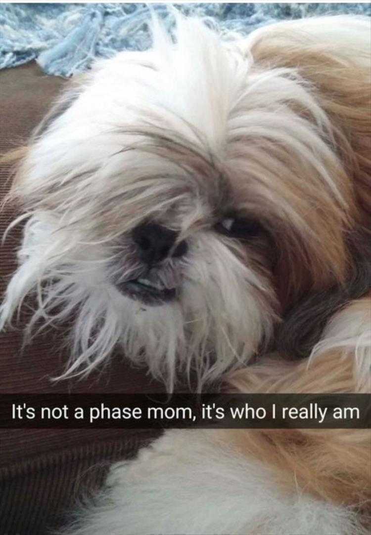 Humourous Animal Pictures  Self Discovery