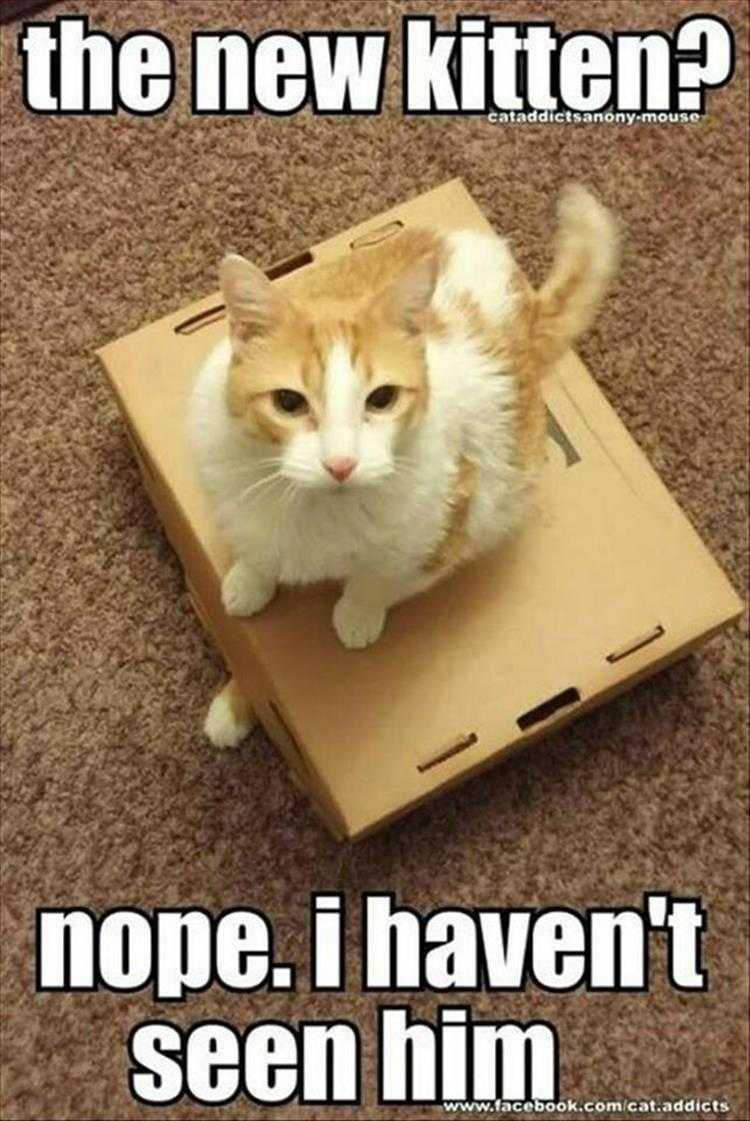 Humourous Pet Pics  Nothing To See Here