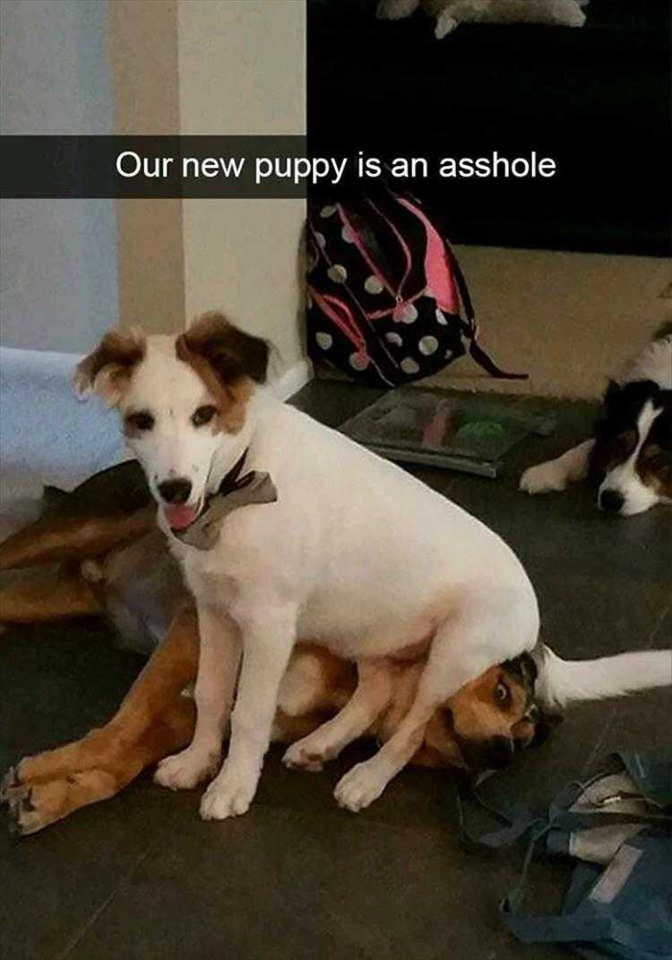 Humourous Pet Pics  Dominant New Pet