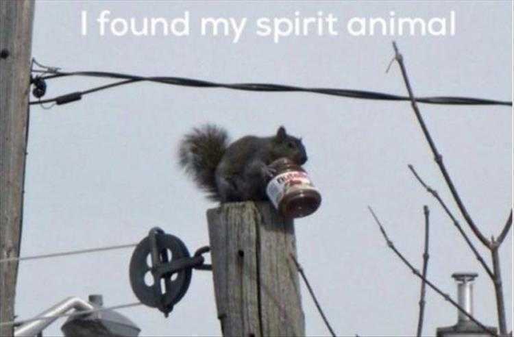 Humorous Animal Pics  Nuts About Nutella