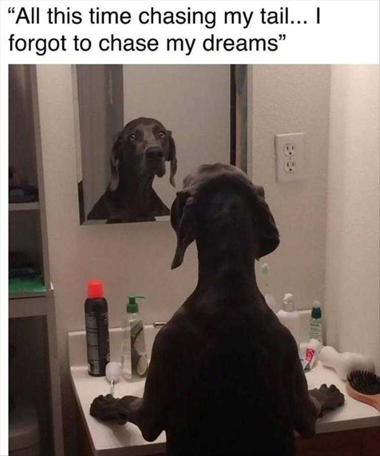Humorous Animal Pics  Motivational Talk