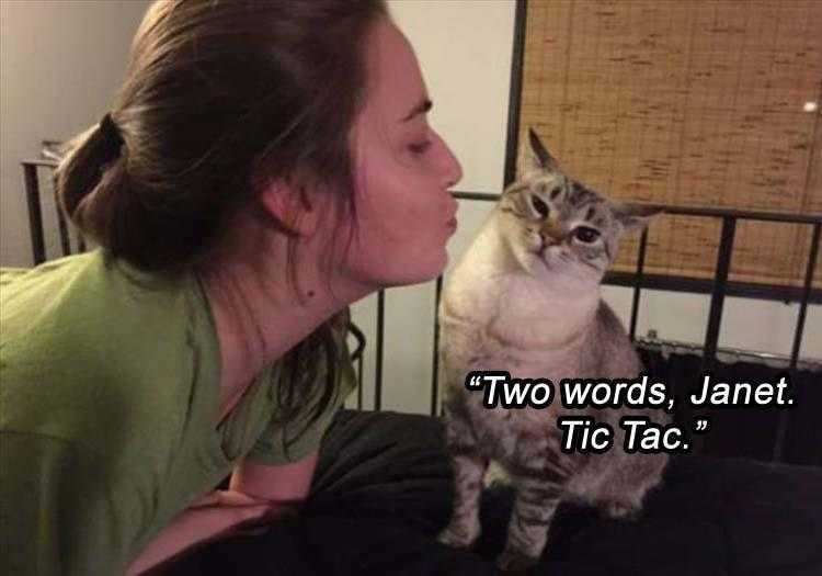 Humourous Cat Pics  Breath