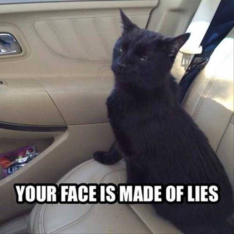 Humorous Animal Pics  Ride To The Vet