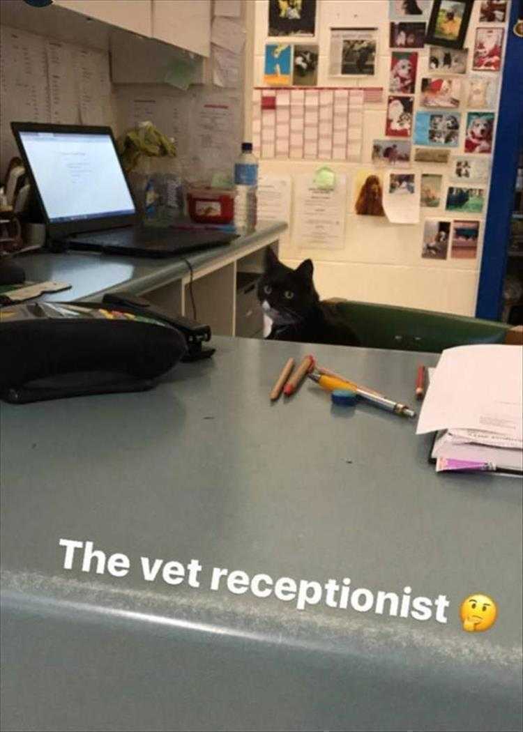 Humorous Animal Pics  Vet Receptionist