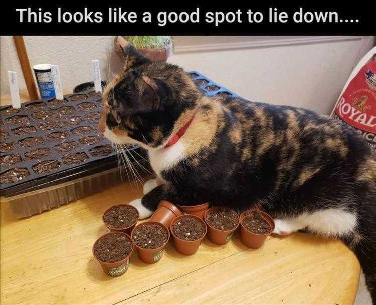 Humorous Animal Pics  Supportive With Individual Pocket Springs
