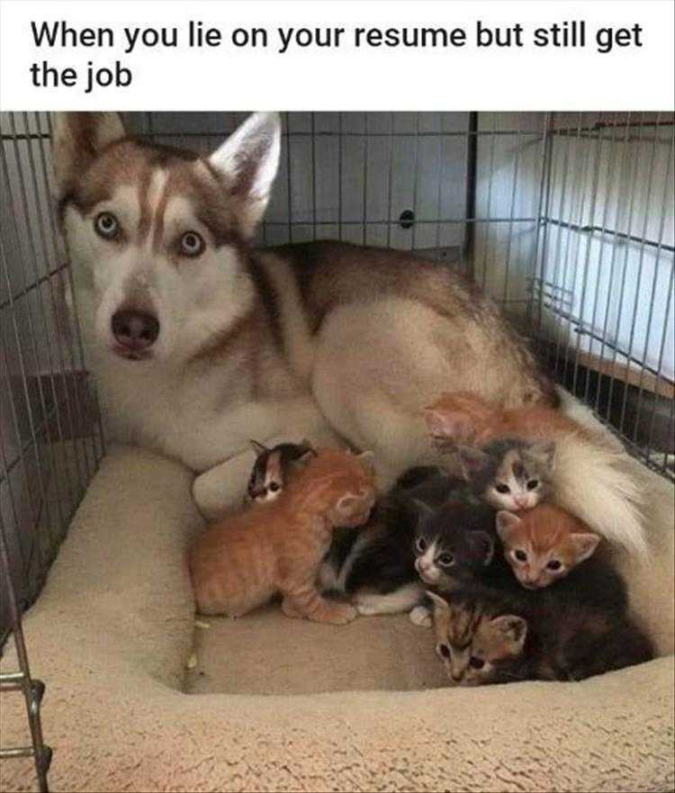 Humourous Dog Pics  Reaping What You Sow