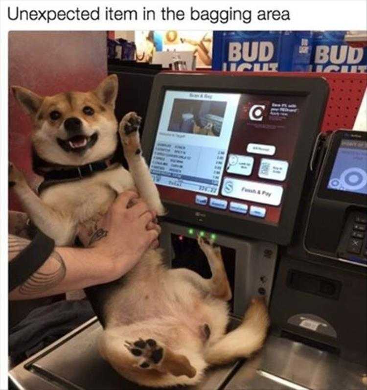 Humourous Dog Pics  Scan The Dog