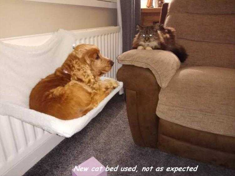 Humourous Cat Pictures  Gone To The Dogs