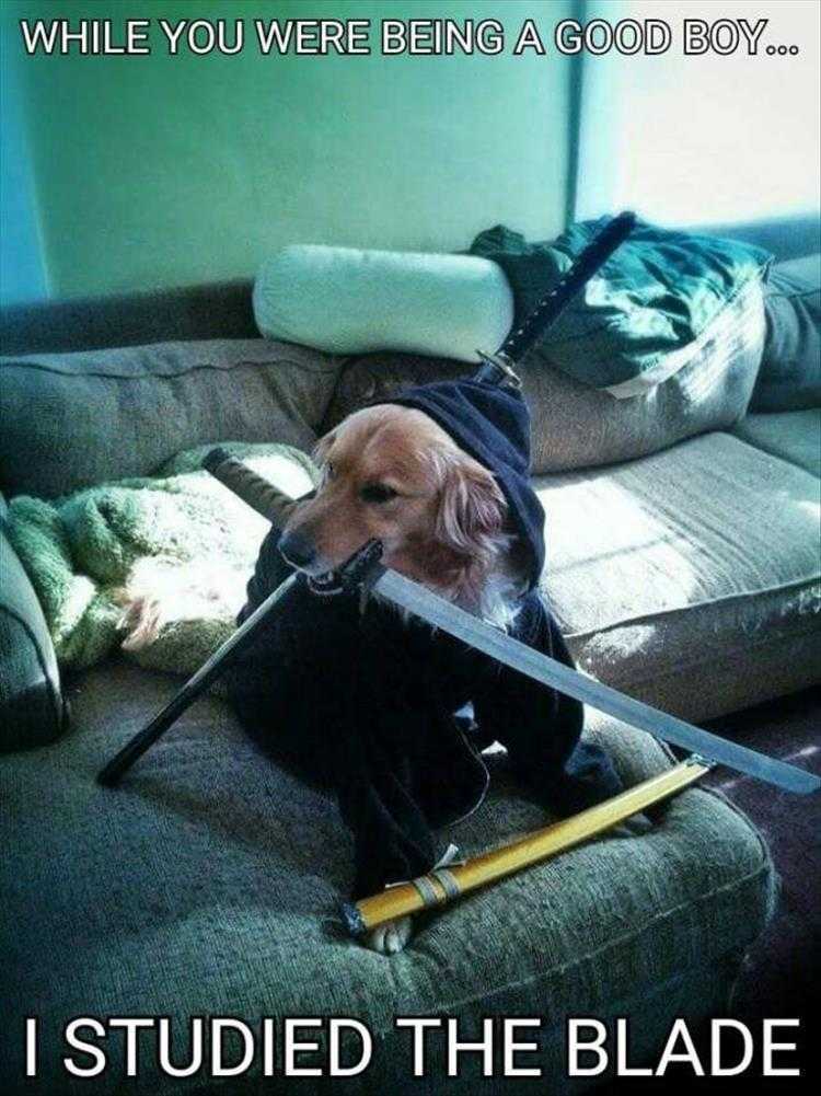 Humourous Cat Pictures  Golden Samurai