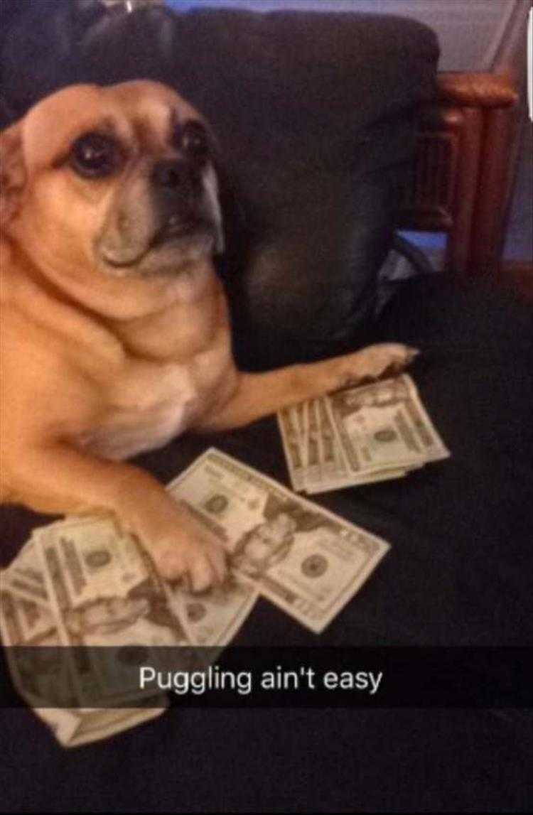 Humourous Cat Pictures  Flexing