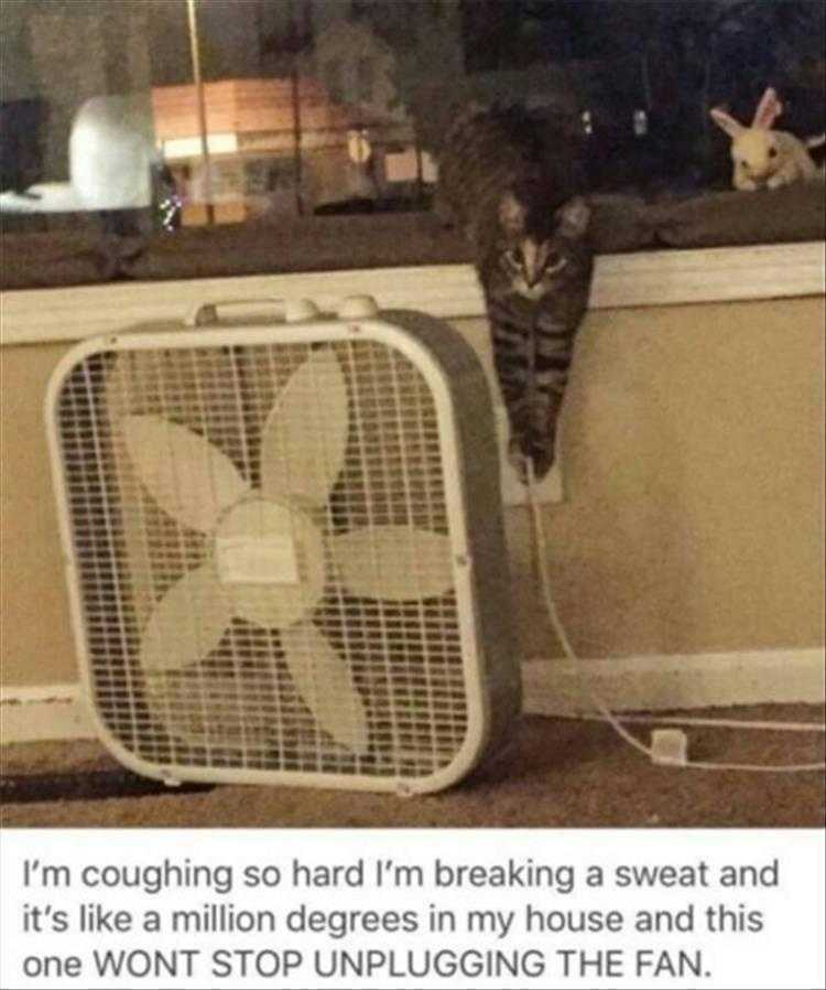 Humourous Cat Pictures  Cats Like Warmth