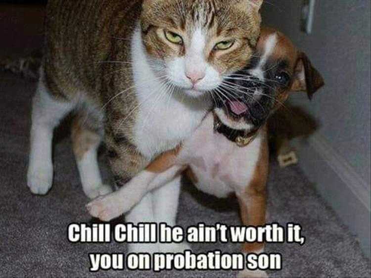 Humourous Cat Pictures  Stay Back