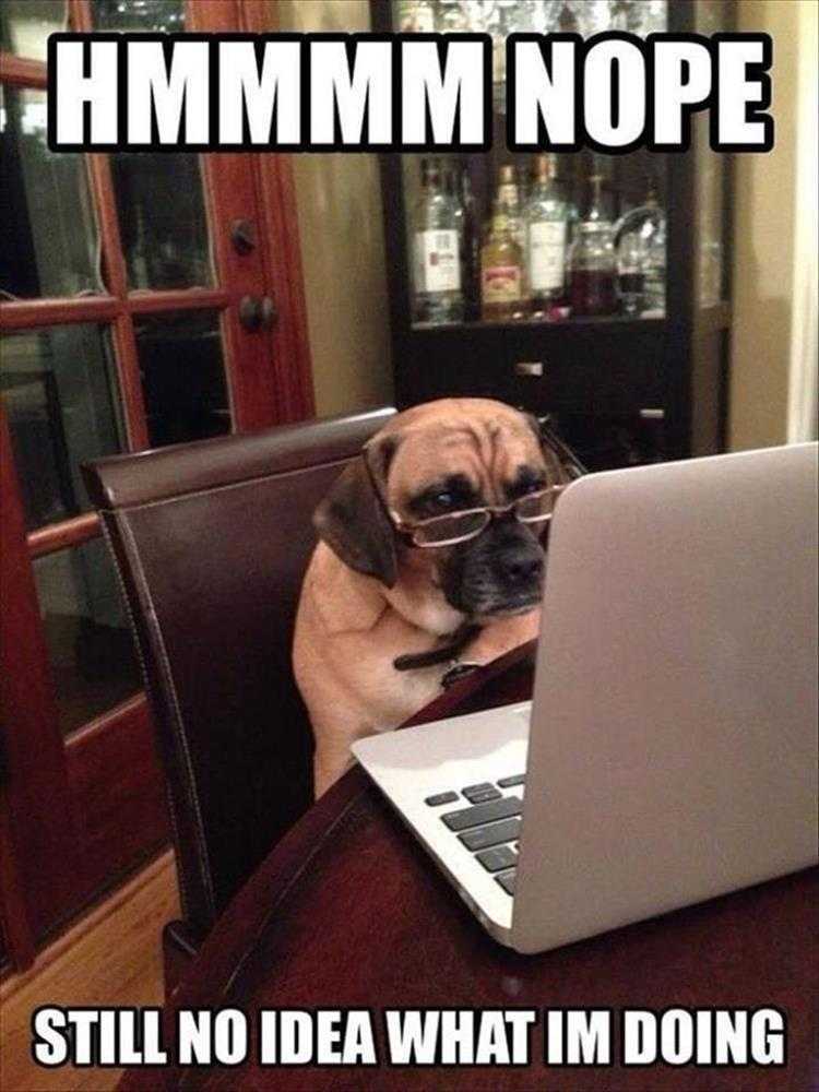 Humourous Dog Pictures  No Idea