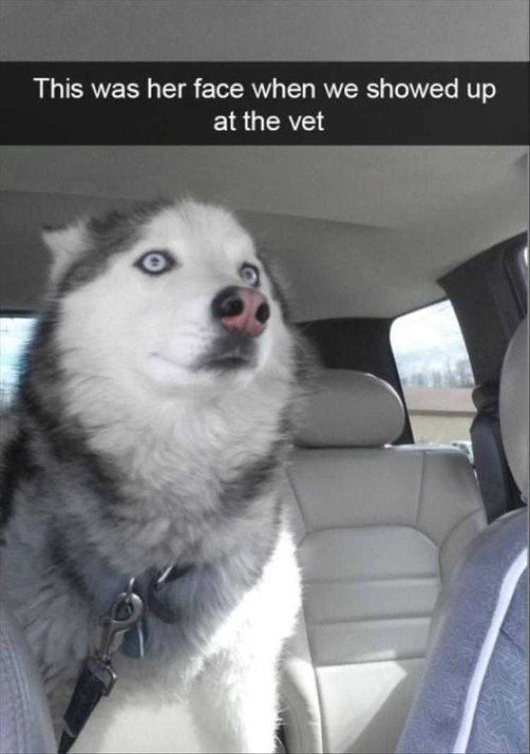 Humourous Dog Pictures  Shock