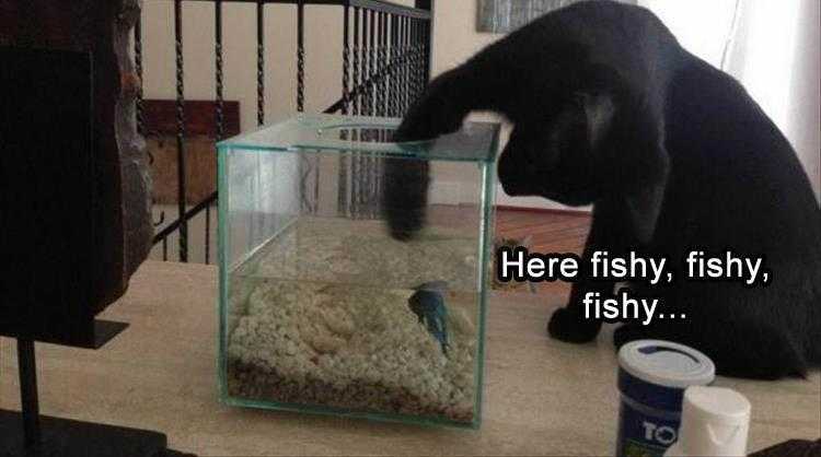Humourous Cat Pictures  Easy Prey