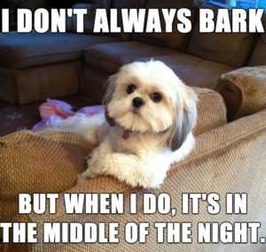 Dog Posters  Don't Always Bark Meme