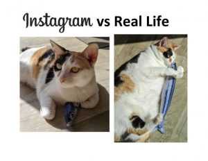 cat instagram vs real life oc 402744