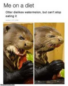Hilarious Diet Memes  water melon love