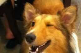 Dog Mem Wink 571Fa6D55F9B58857D2751Bb
