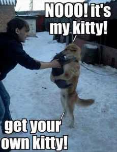 Pictures Of Cats And Dogs Getting Along  My Kitty