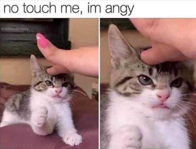 Animals Being Funny Pics  Don't Touch