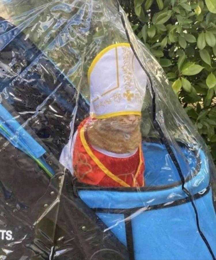 Animals Being Funny Pics  Pope Kitty