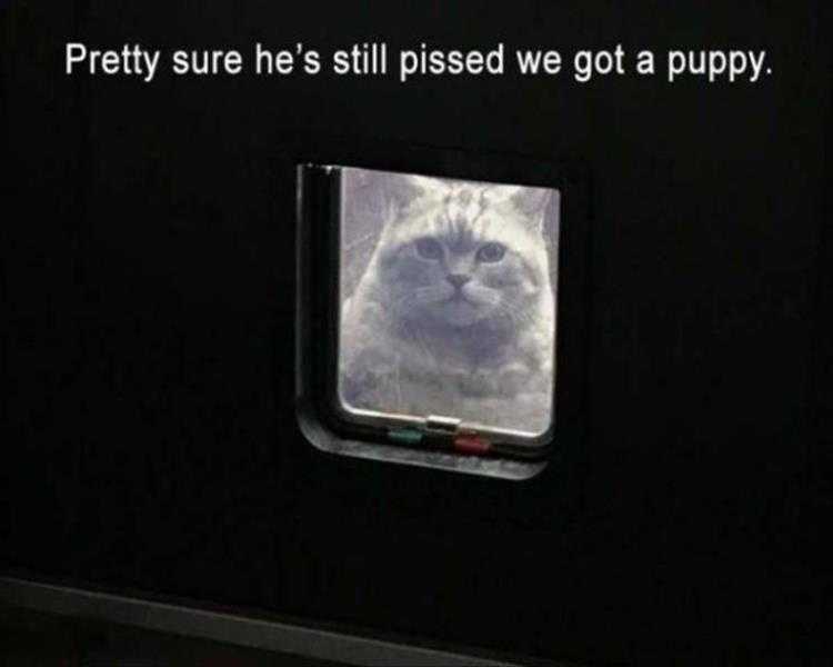 Animals Being Funny Pics  Pissed