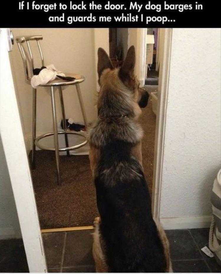 Animals Being Funny Pics  Poop Patrol