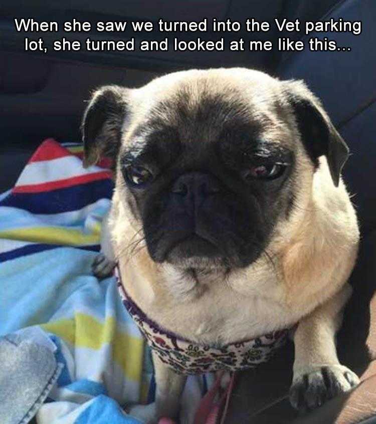 Animals Being Funny Pics  Sad Face Emoji