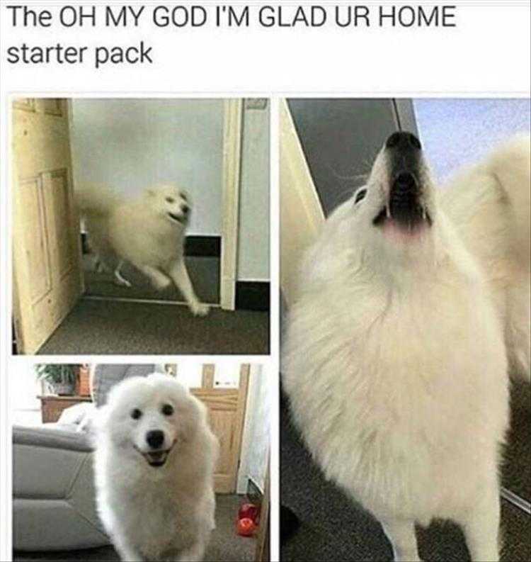 Animals Being Funny Pics  Glad You're Home!