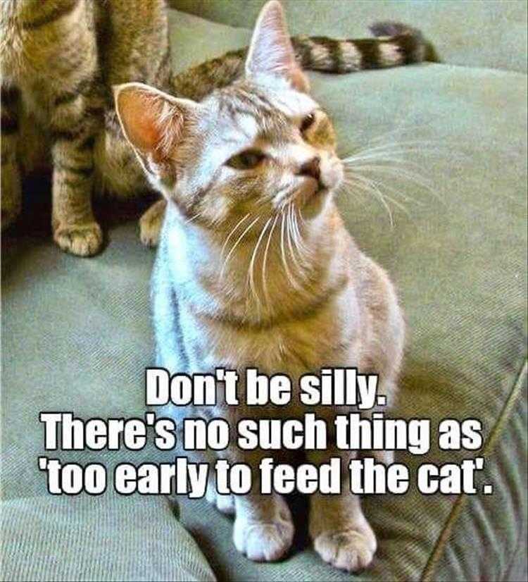 Animals Being Funny Pics  Too Early To Feed A Cat