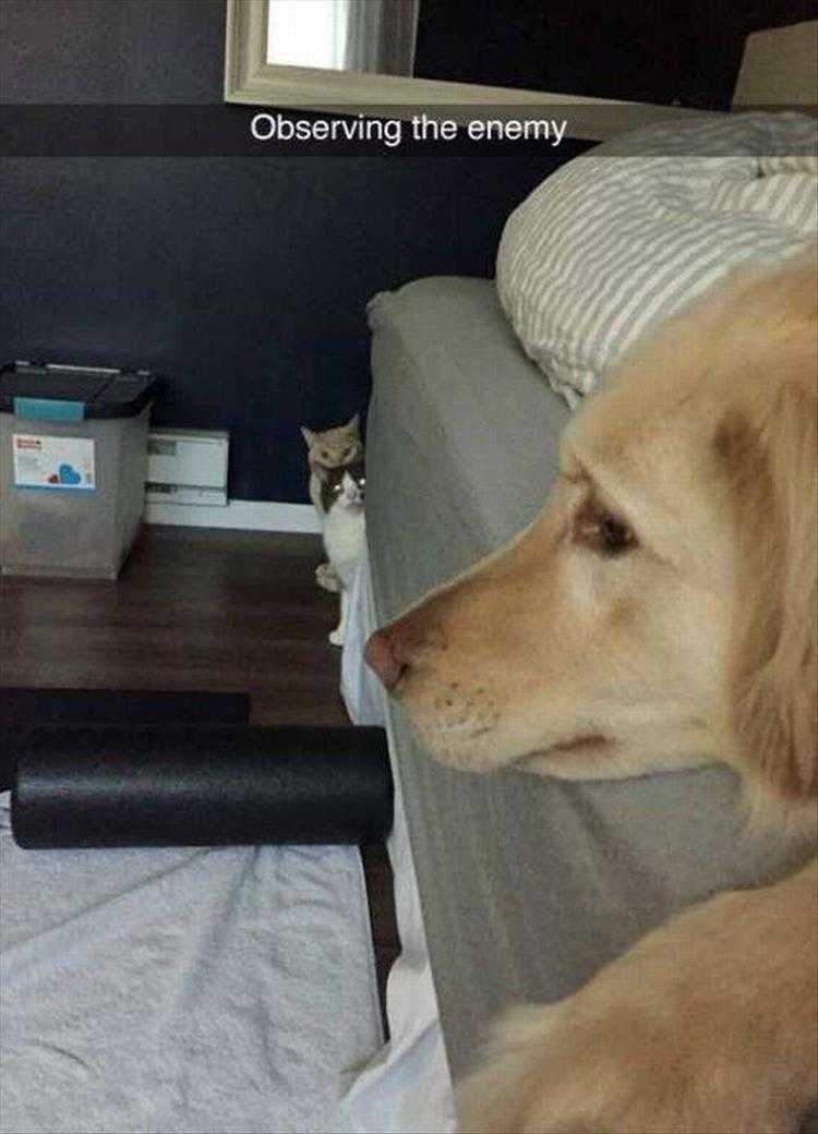 Animals Being Funny Pics  Watching Close