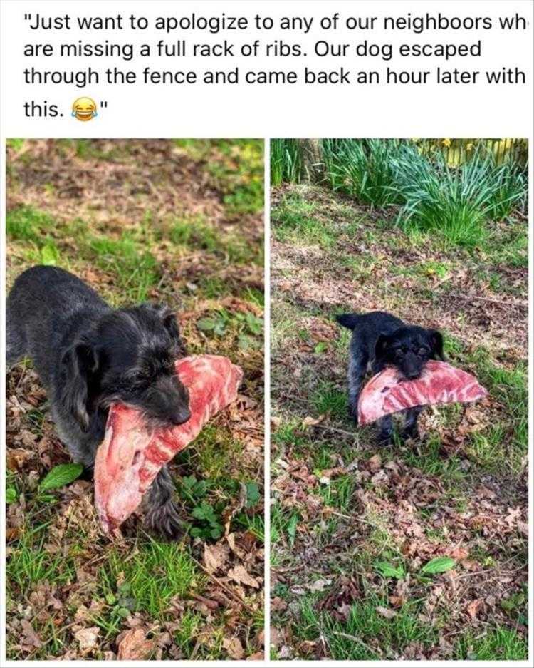 Animals Being Funny Pics  Rib Thief
