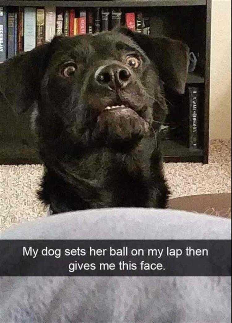 Animals Being Funny Pics  Not Gonna Throw Itself Look