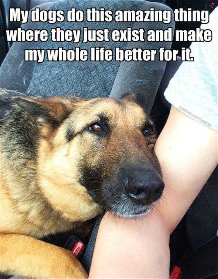 Animals Being Funny Pics  Life's Better With A Dog