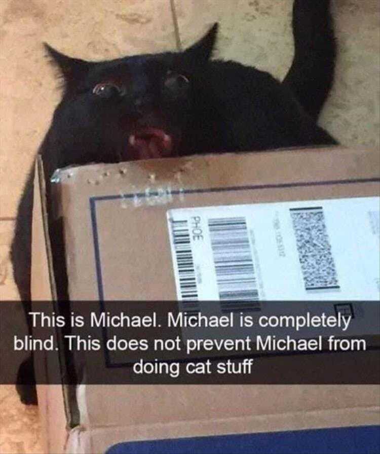 Top 25 Funny Animal Memes Of The Day_6022A35Dea888.Jpeg Hysterical Animal Pictures With Captions - Sensing Cardboard