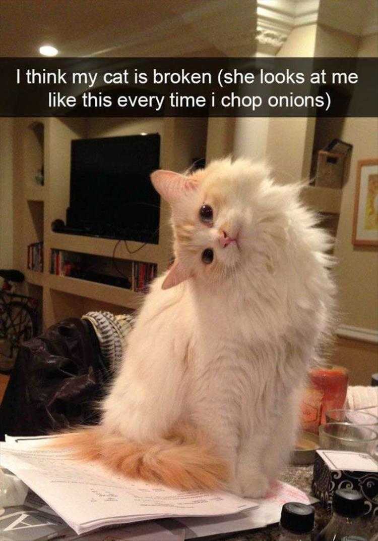 Top 25 Funny Animal Memes Of The Day_6022A3646Eb2D.jpeg Hysterical Animal Picture With Captions - Why U Chop That Stinky Thing