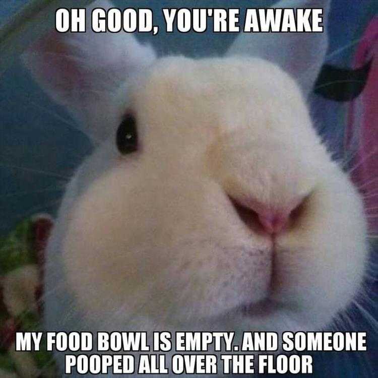 Top 25 Funny Animal Memes Of The Day_6022A36502265.Jpeg Hysterical Animal Pictures With Captions - Emergency