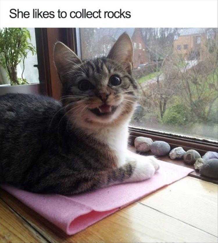 Top 25 Funny Animal Memes Of The Day_6022A3676619A.jpeg Hysterical Animal Pictures With Captions - Rock Star