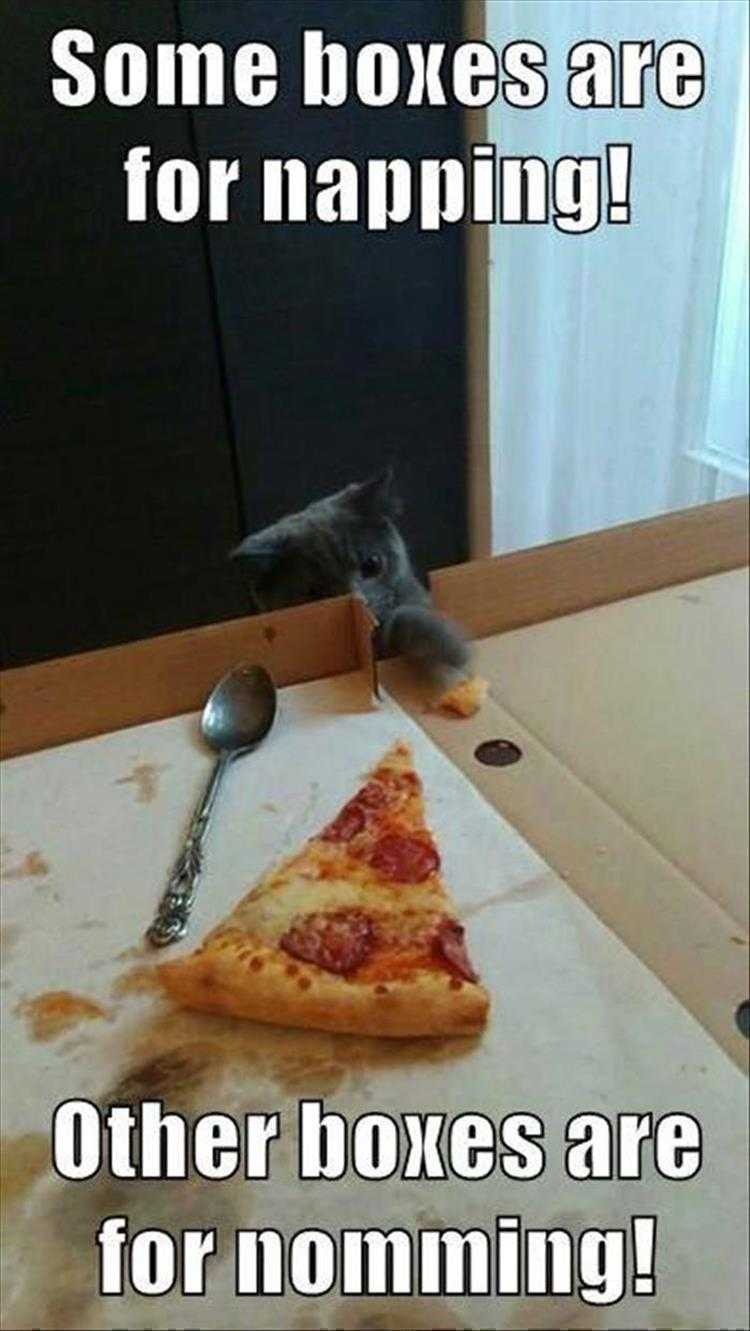 Top 25 Funny Animal Memes Of The Day_6022A368B21Fb.jpeg Hysterical Animal Pictures With Captions - Cardboard With Food