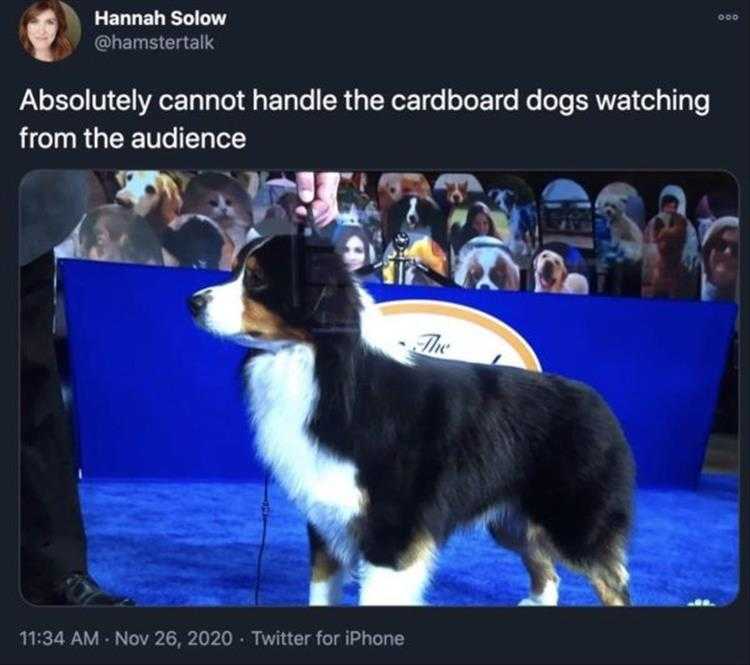 Top 26 Funny Animal Memes Of The Day_6023F4Dfa6A30.Jpeg Hysterical Animal Pictures With Captions - Seeing In 2 D