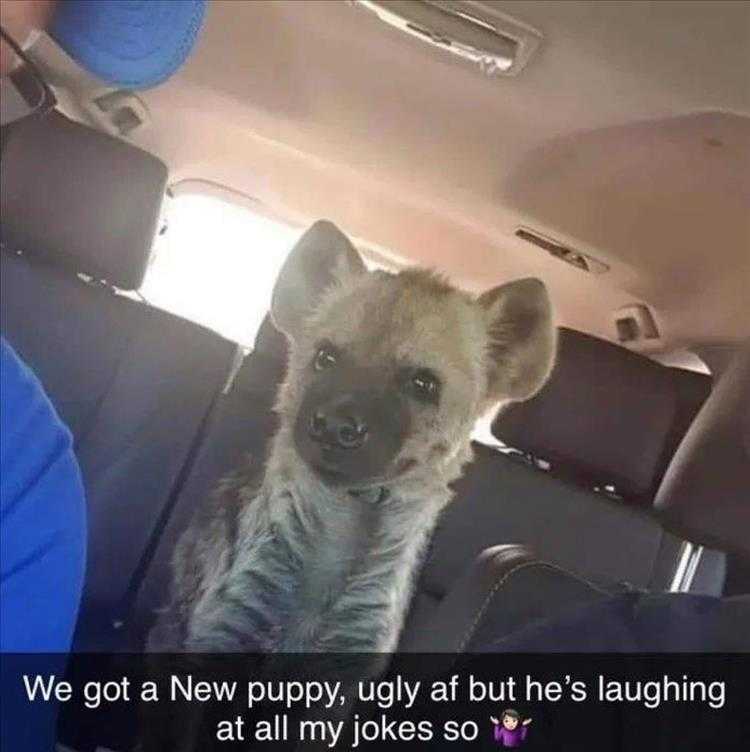 Top 26 Funny Animal Memes Of The Day_6023F4E2C0C8C.jpeg Hysterical Animal Pictures With Captions - Hyena Pup
