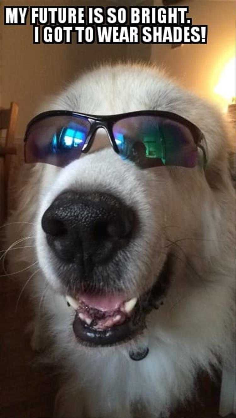 Top 26 Funny Animal Memes Of The Day_6023F4E341A6F.jpeg Hysterical Animal Pictures With Captions - Opportunities