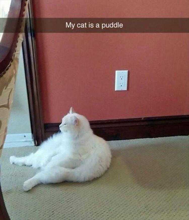 Top 26 Funny Animal Memes Of The Day_6023F4E4589Fc.jpeg Hysterical Animal Pictures With Captions - Hot Day