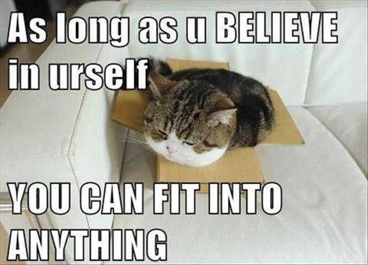 Top 26 Funny Animal Memes Of The Day_6023F4E4Ca49C.jpeg Hysterical Animal Pictures With Captions - Inspirational Quotes Illustrated