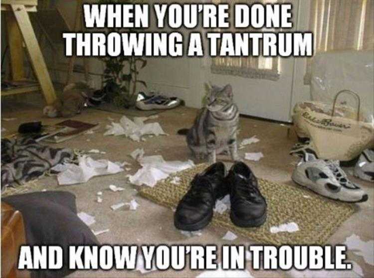 Top 26 Funny Animal Memes Of The Day_6023F4E5228D0.Jpeg Hysterical Animal Pictures With Captions - Was It Worth It