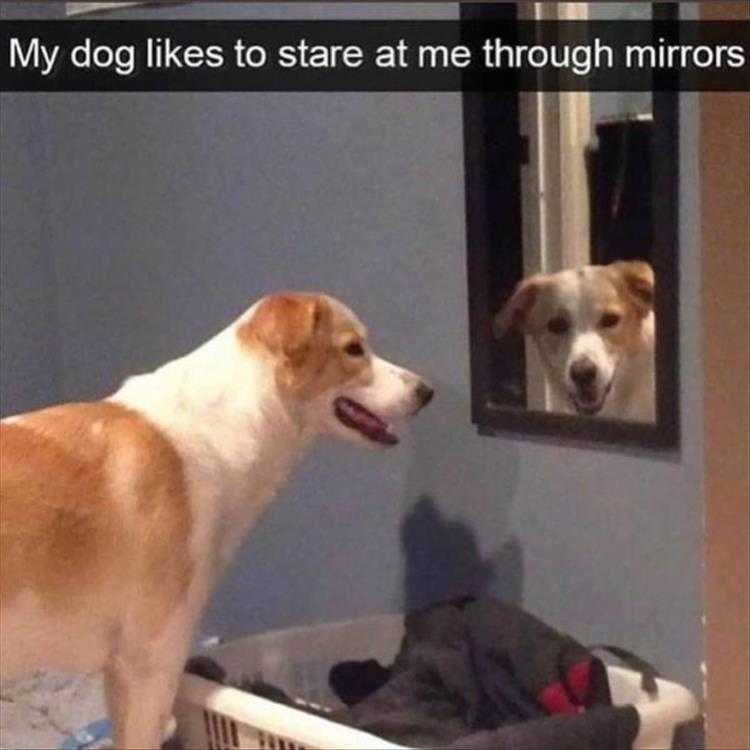 Top 26 Funny Animal Memes Of The Day_6023F4E5854D7.Jpeg Hysterical Animal Pictures With Captions - Neat Trick