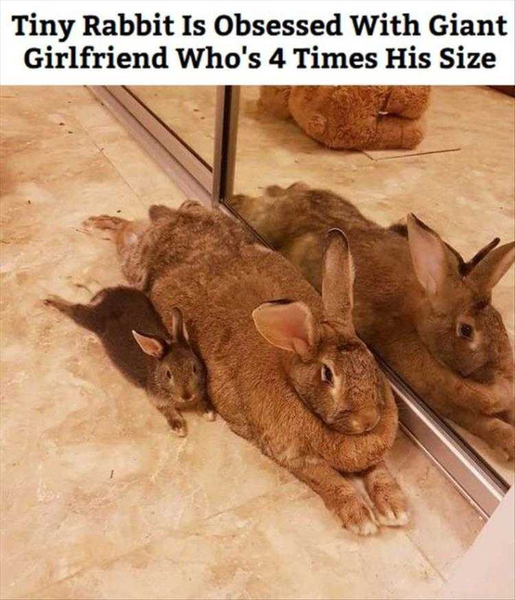 Top 26 Funny Animal Memes Of The Day_6023F4E5E99Db.jpeg Hysterical Animal Pictures With Captions - Big Girls