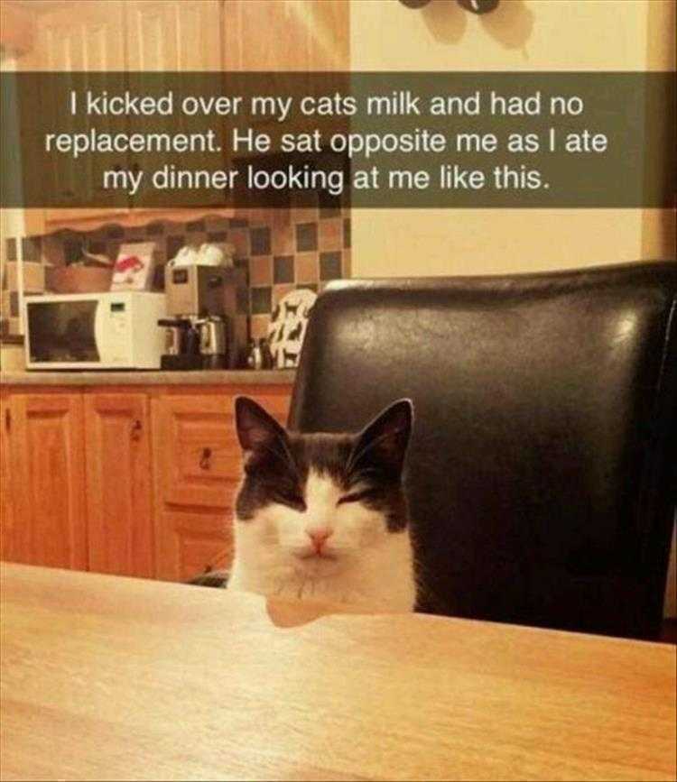 Top 26 Funny Animal Memes Of The Day_6023F4E6694E2.Jpeg Hysterical Animal Pictures With Captions - Cat's Death Stare